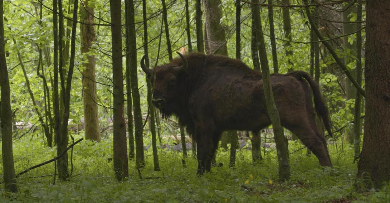 Le Bison d'Europe, colosse de la forêt