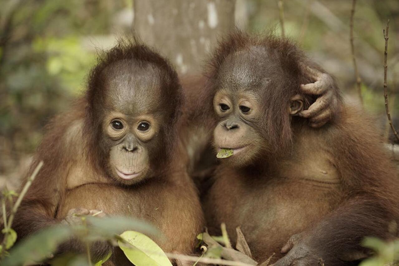 Orangutaní škola v džungli