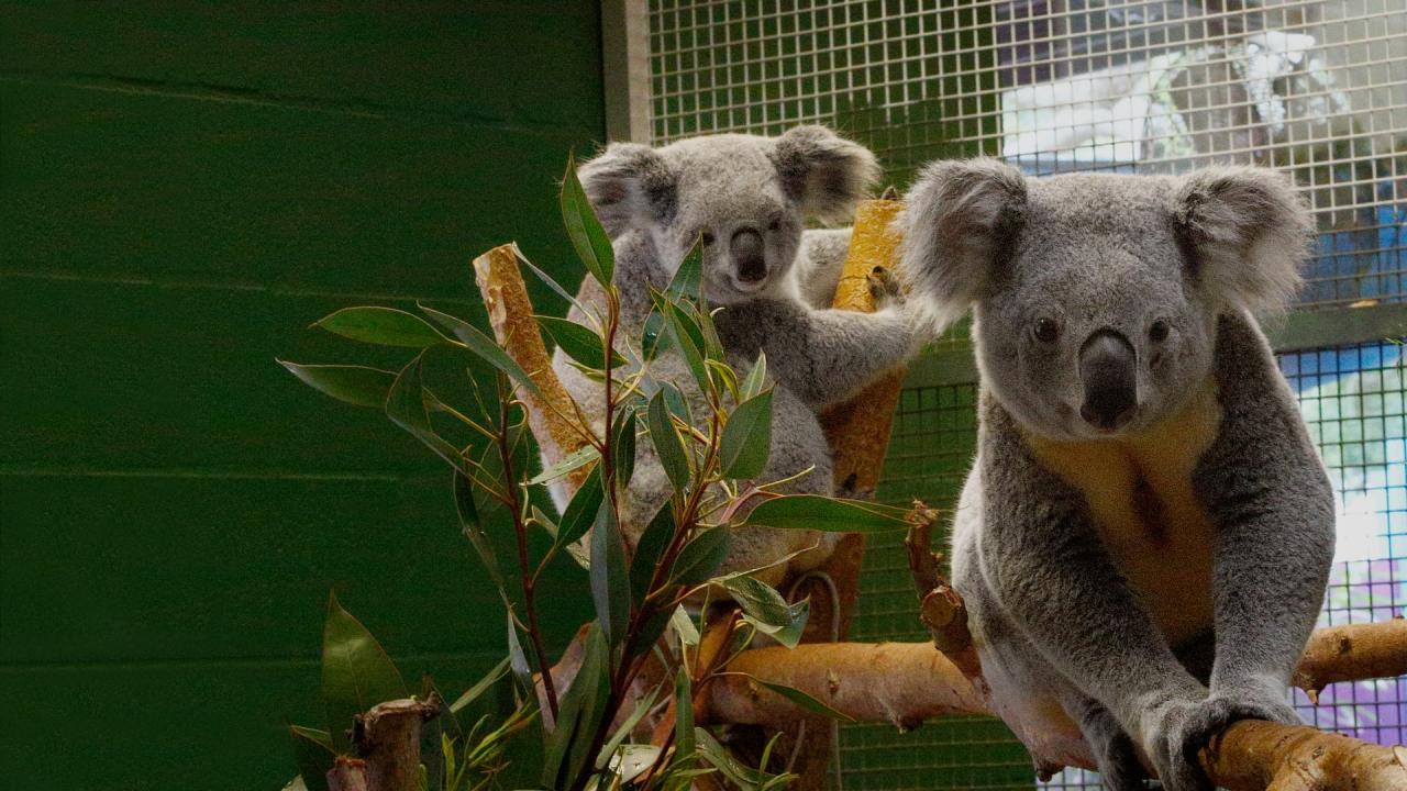 Tajemství ZOO: Tampa