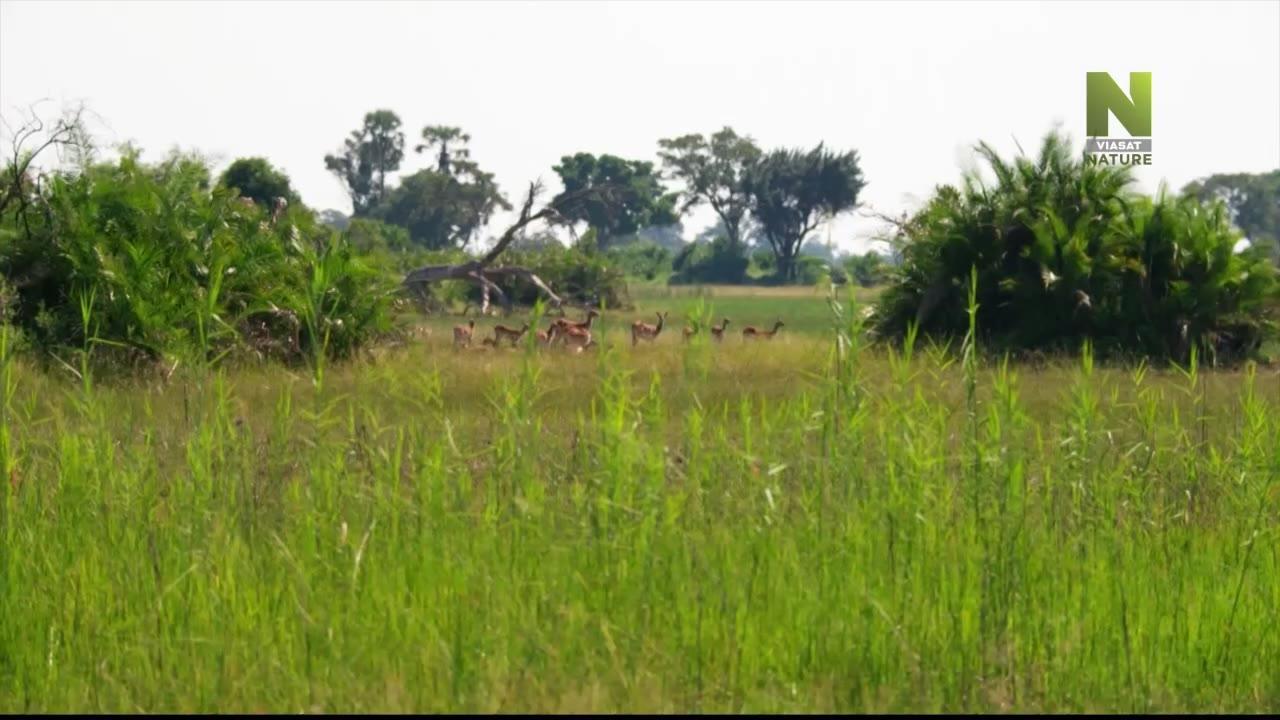 Massive Africa