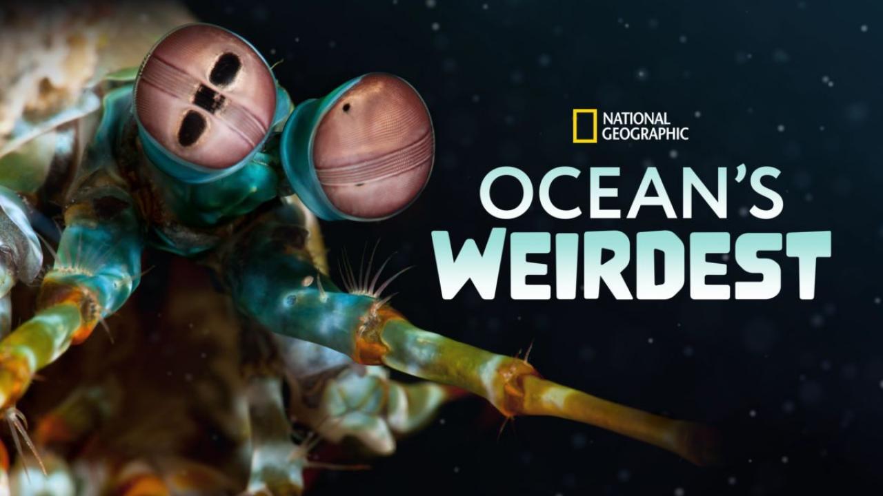 Ocean's Weirdest / 22.07.2025, 15:48