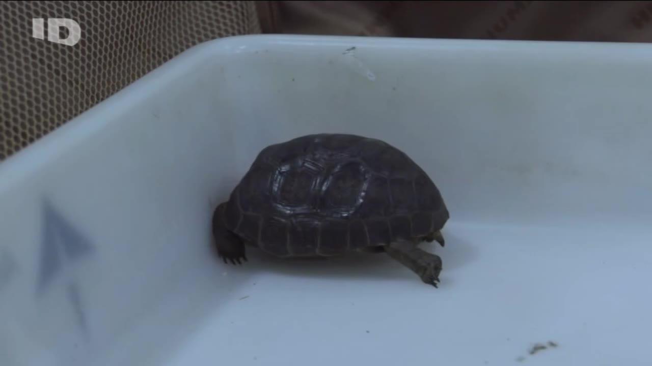 Hraniční kontrola: Evropa