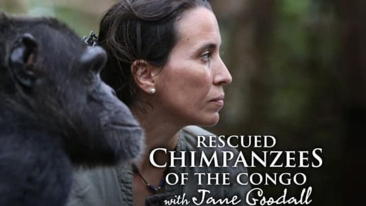 Útulek pro záchranu šimpanzů Jane Goodallové