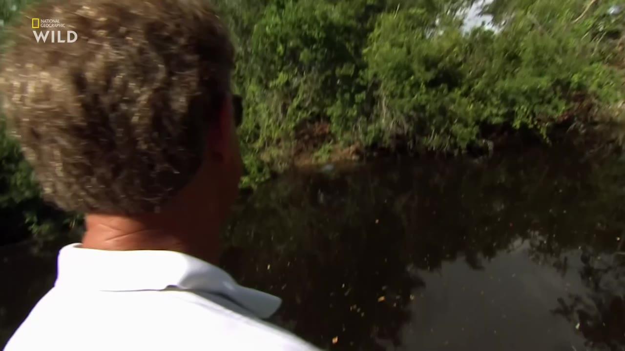 When Predators Attack