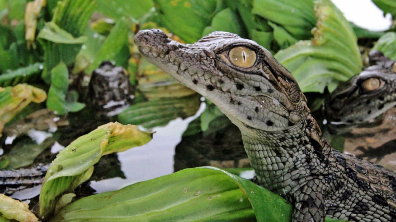 Battle of the Swamp Dragons / 14.07.2025, 08:03