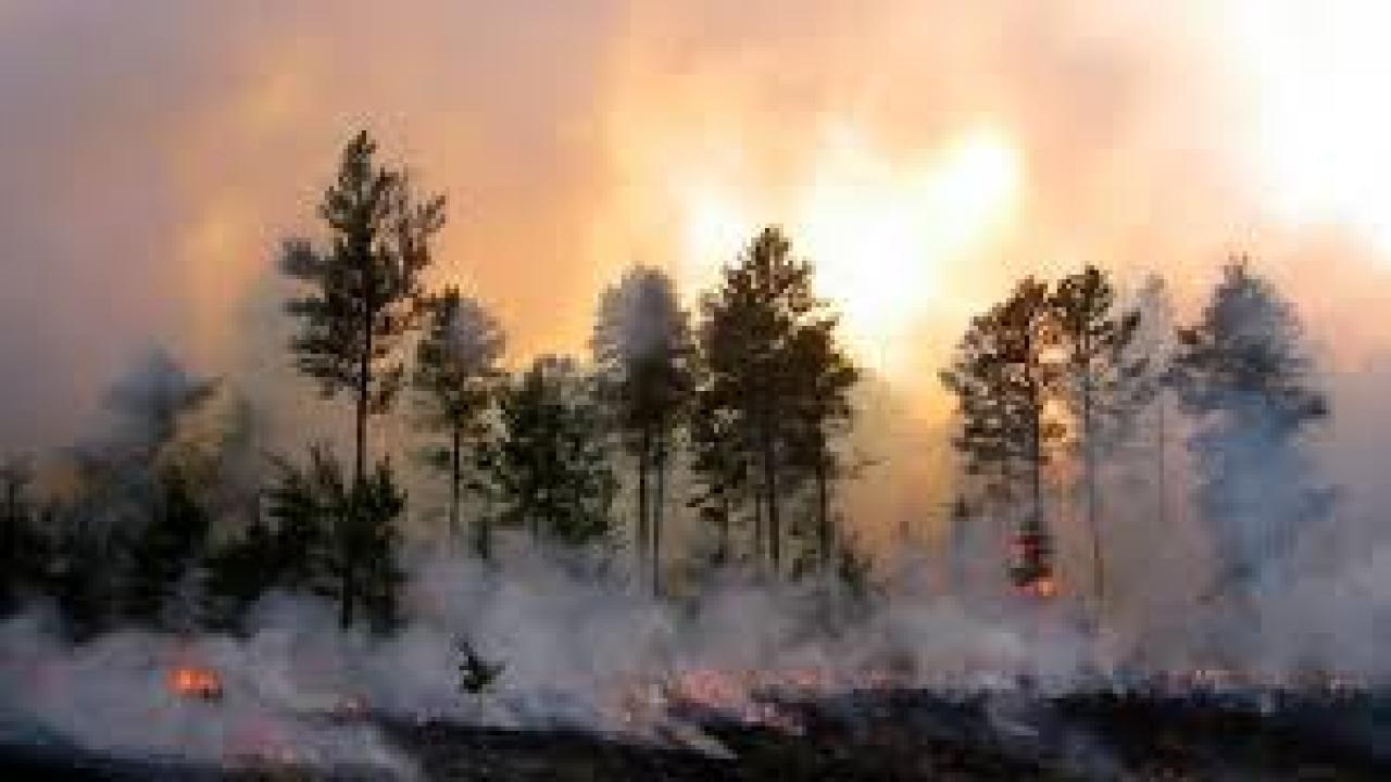 Climate Crisis: Wildfires