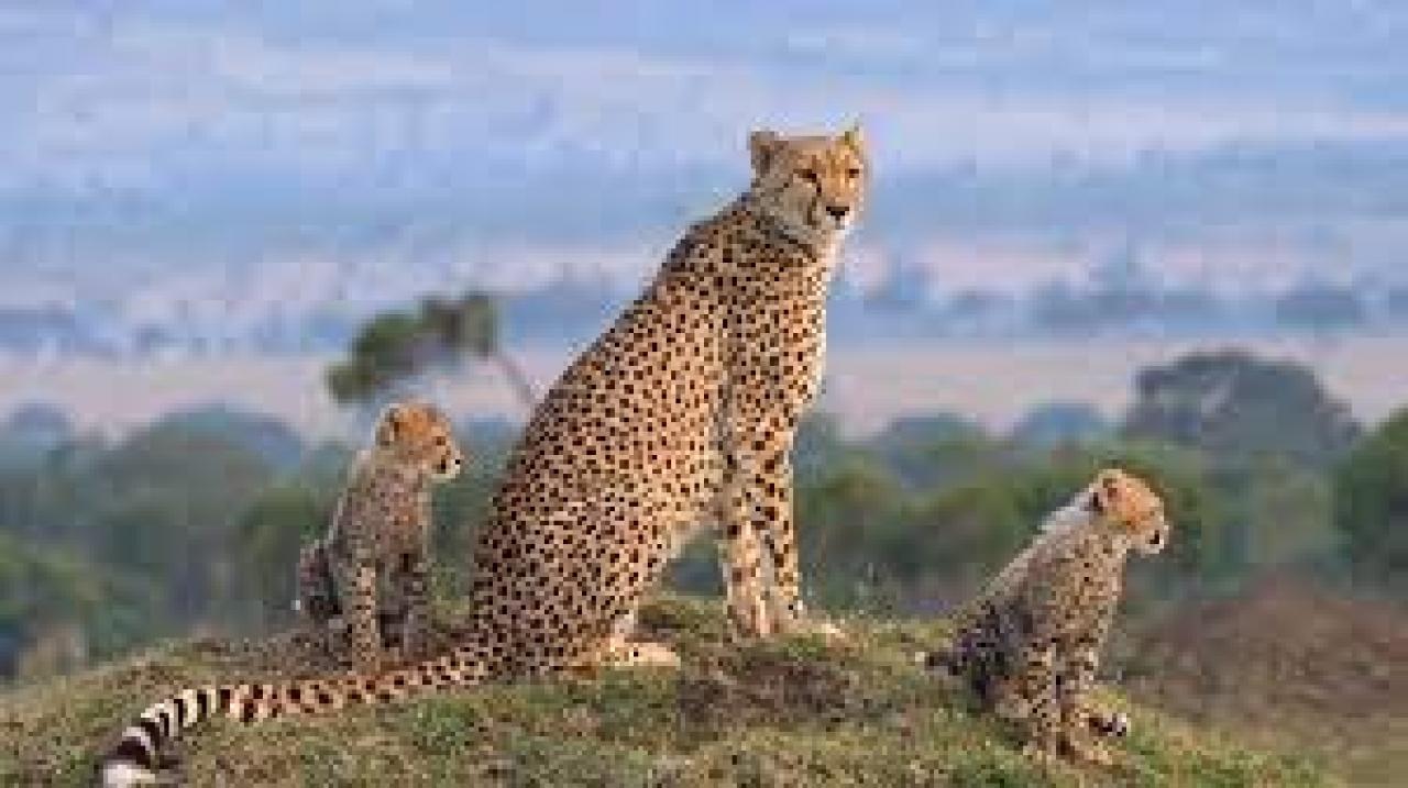Masai Mara: Křižovatka divočiny (Domov velkých koček)