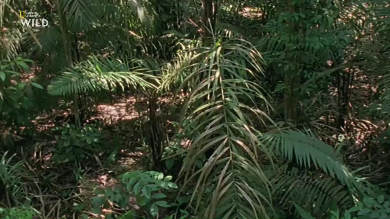 Journey Into Amazonia