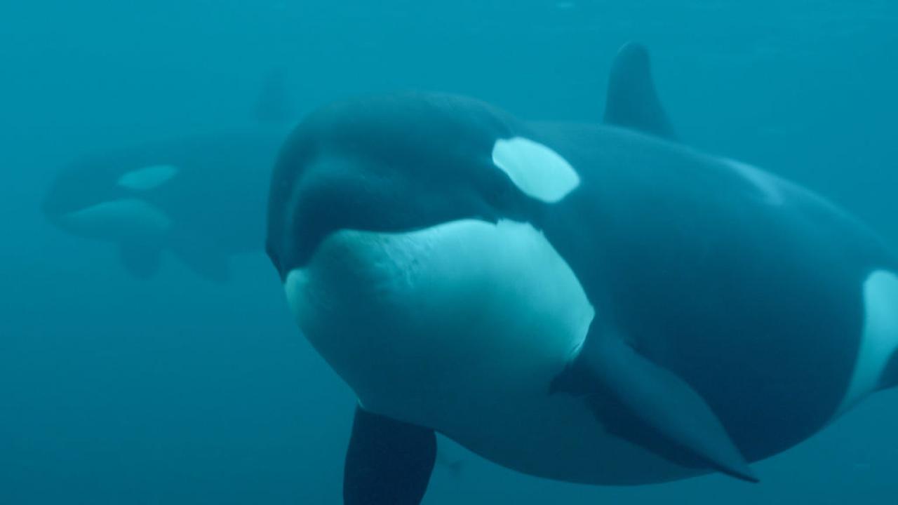 Killer Whale Chronicles