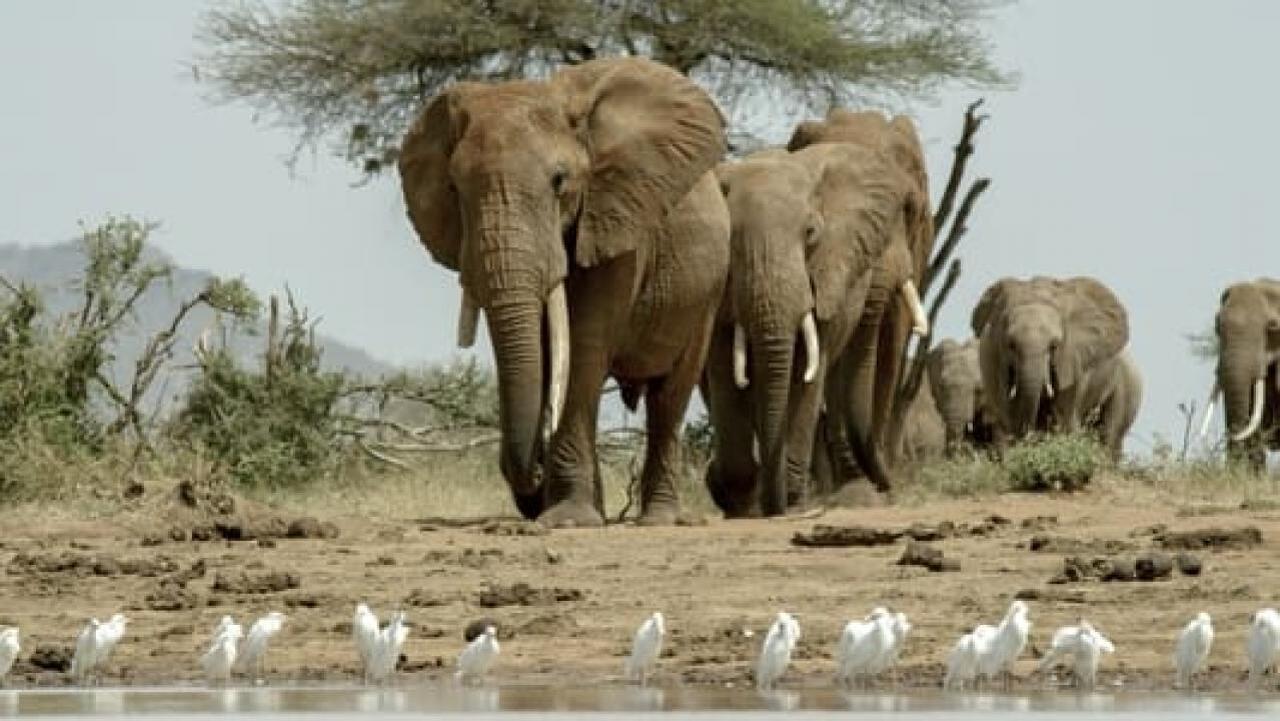 Bylo nebylo v národním parku Tsavo