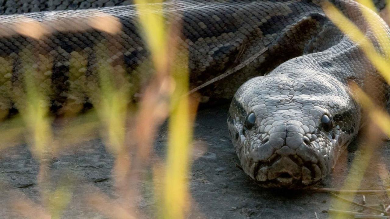 Africa's Super Snake
