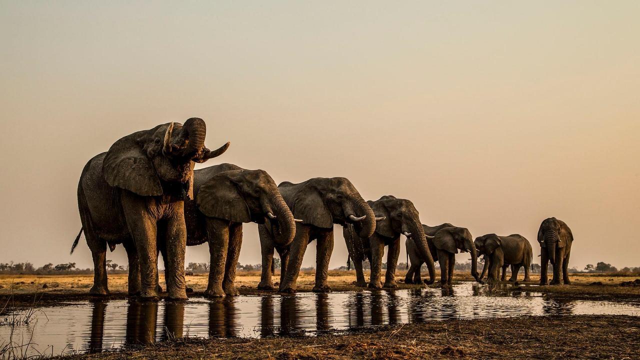 Okavango: River of Dreams / 02.08.2025, 19:30