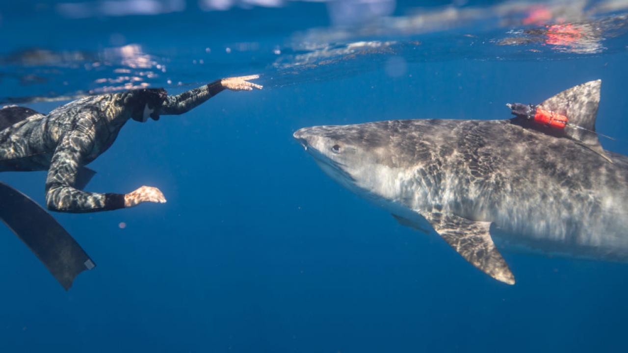Killer Shark vs. Killer Whale