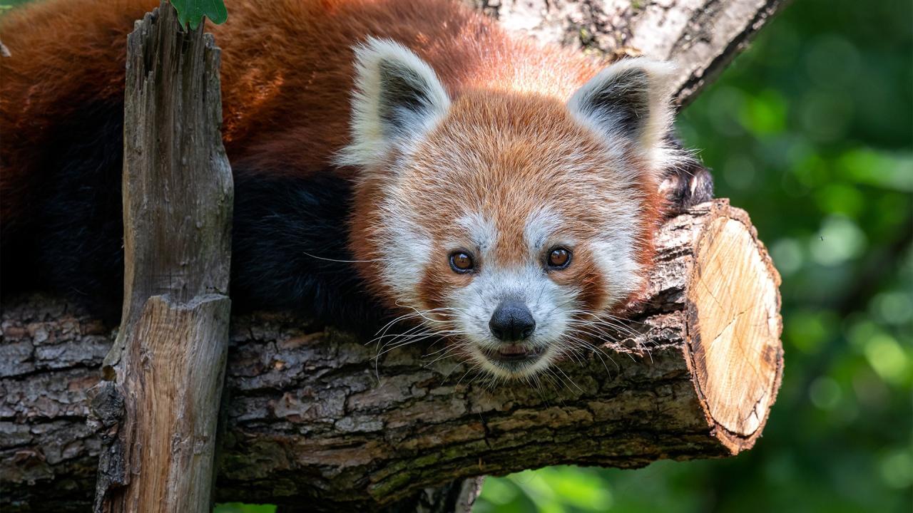 Nejlepší záběry z brněnské zoo / 18.07.2025, 14:00