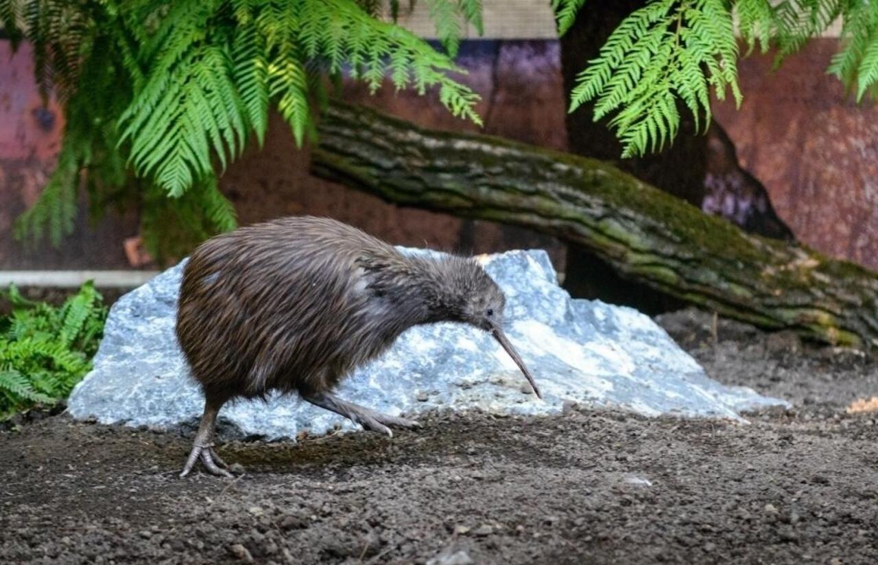 ZOO - živé muzeum? / 15.06.2025, 02:15