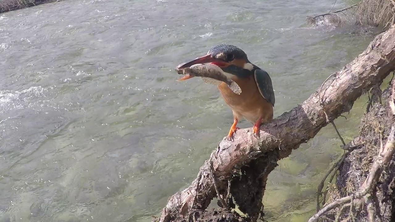 Rybárik, spútaný s riekou
