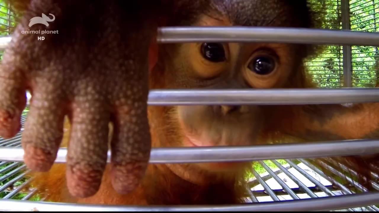 Meet the Orangutans