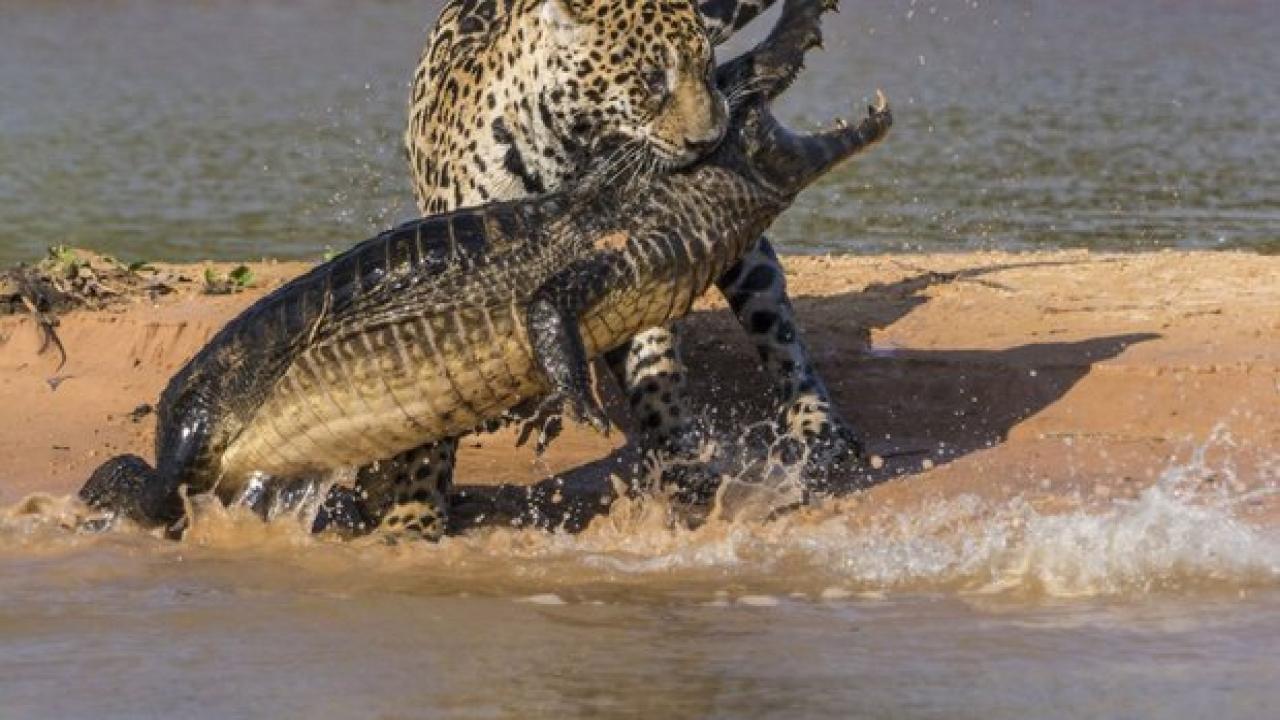Projekt jaguár