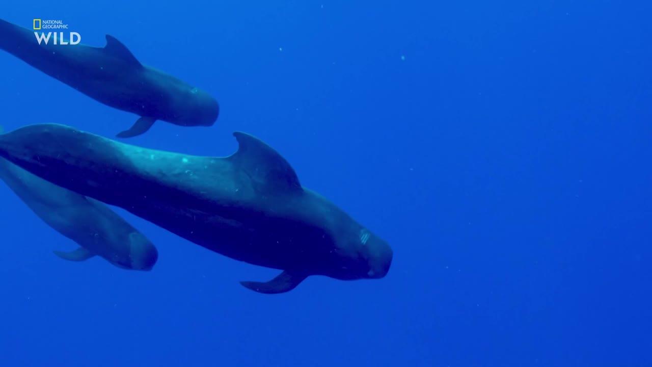 World's Deadliest Shark / 08.07.2025, 12:43