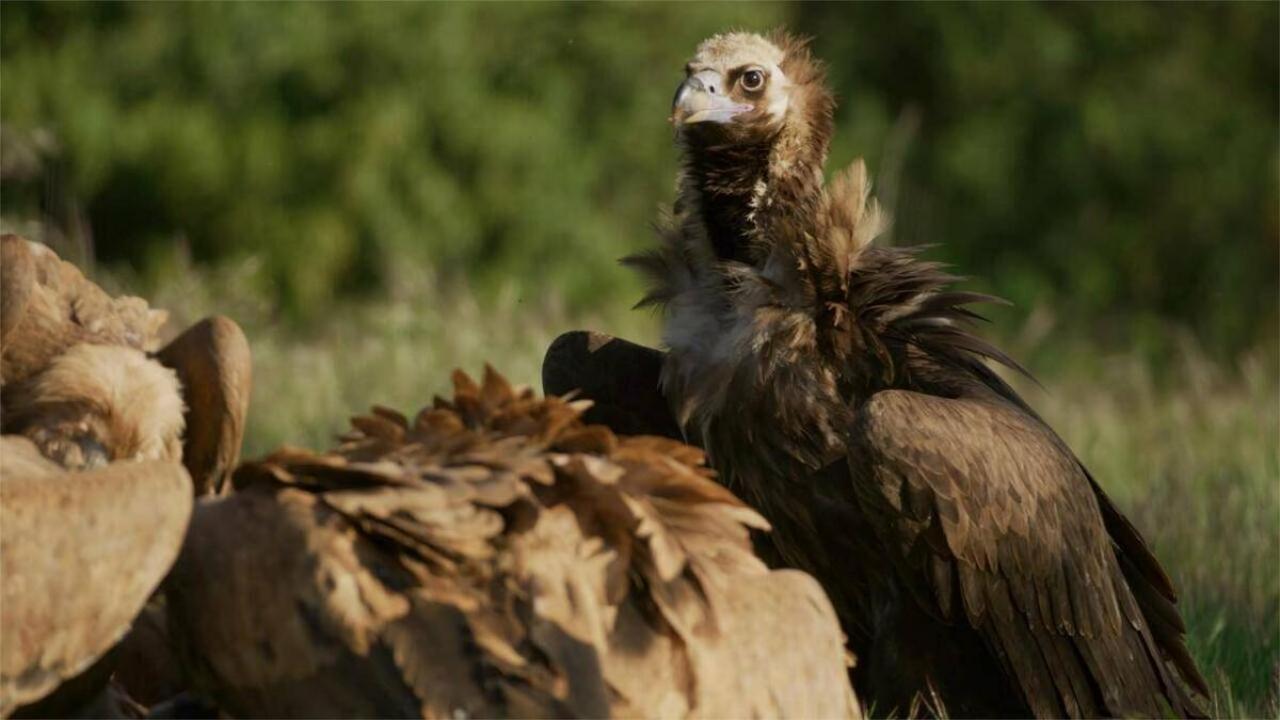 Return of the Vultures
