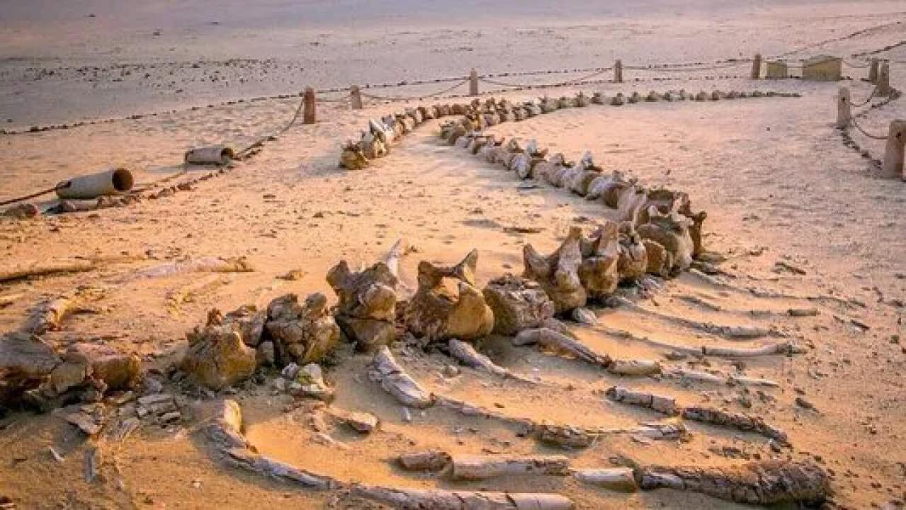 Tajemné údolí velryb v Egyptě