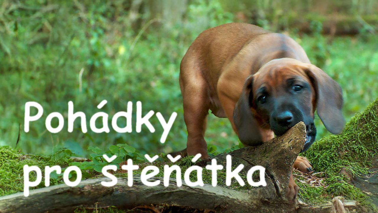Pohádky pro štěňátka / 08.07.2025, 08:20
