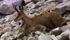 Universum: Dolomiten - Sagenhaftes Juwel der Alpen