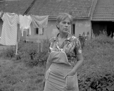 Křeček