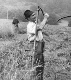 Kosenie jastrabej lúky
