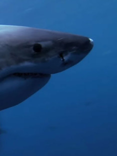 Sharks of the North
