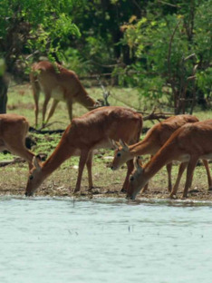 Jezero Tanganika: Modré srdce Afriky