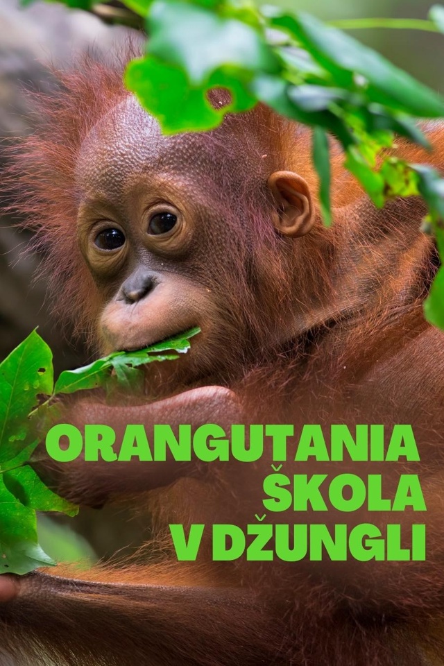 Orangutania škola v džungli