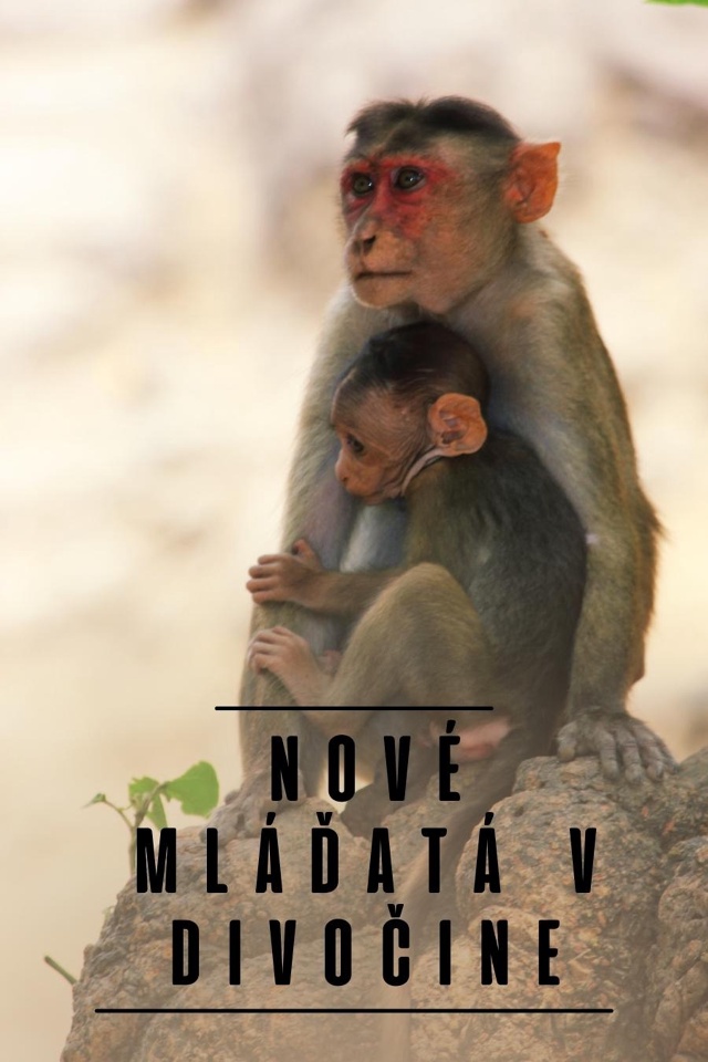 Nové mláďatá v divočine