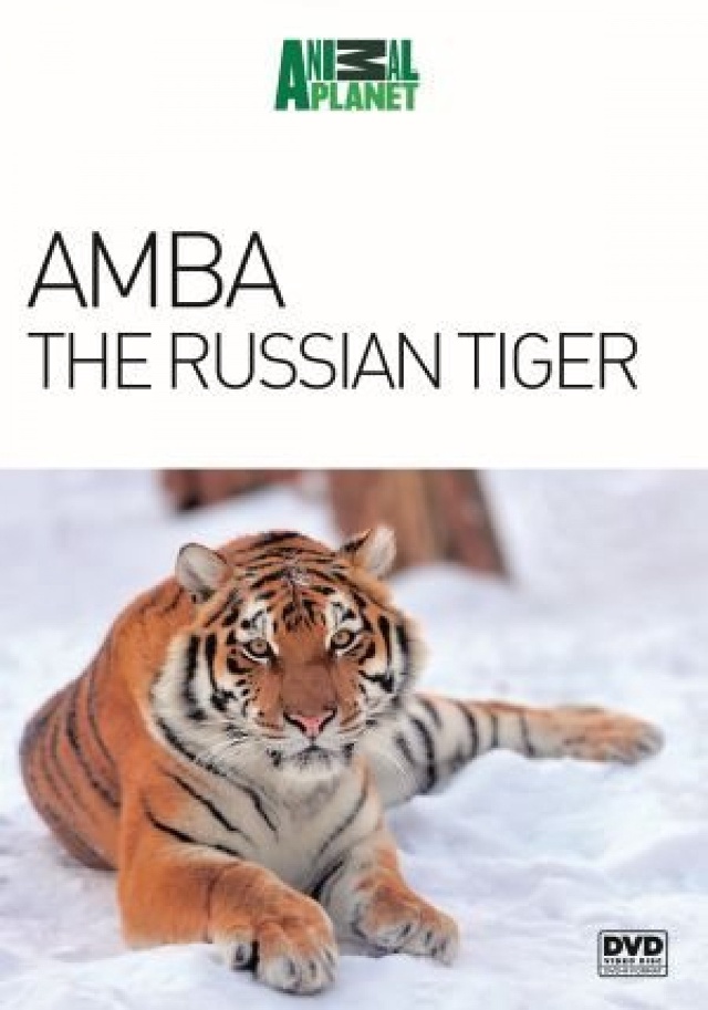 Amba, ussurijský tygr