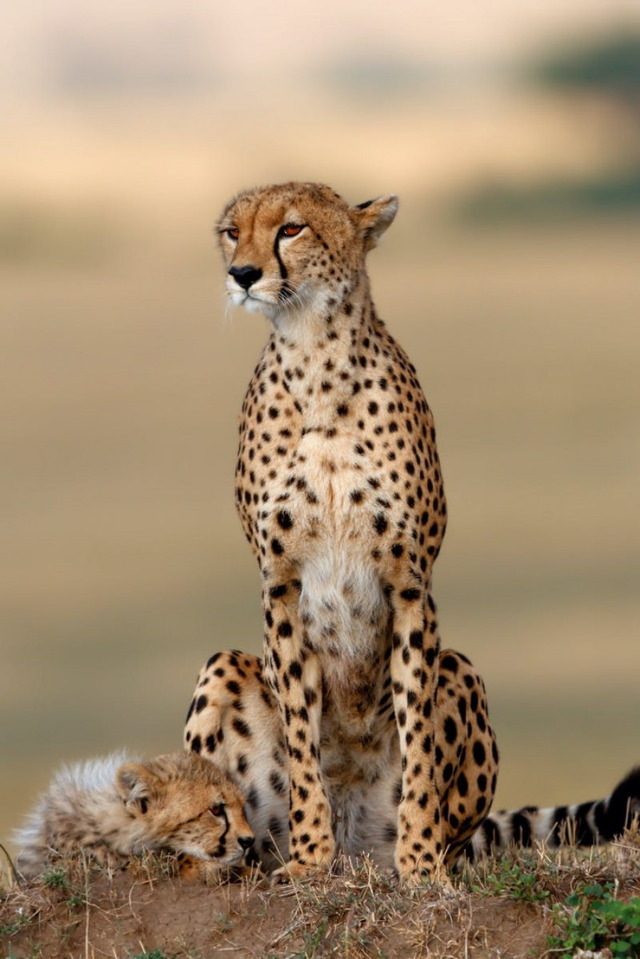 Gepard: Rychlost jako zbraň